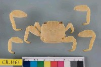 藏品(細紋方蟹)的圖片